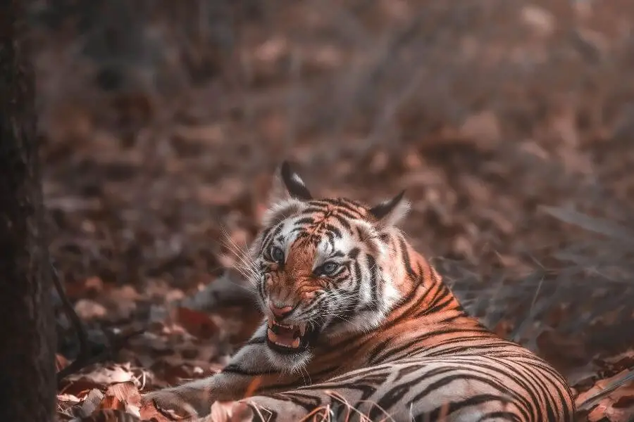 tigre enojado en la naturaleza