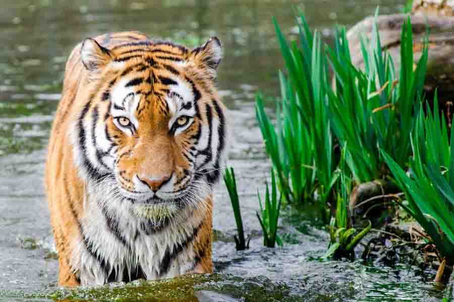 tigre en el agua