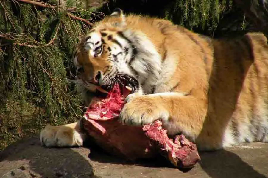 tigre comiendo carne