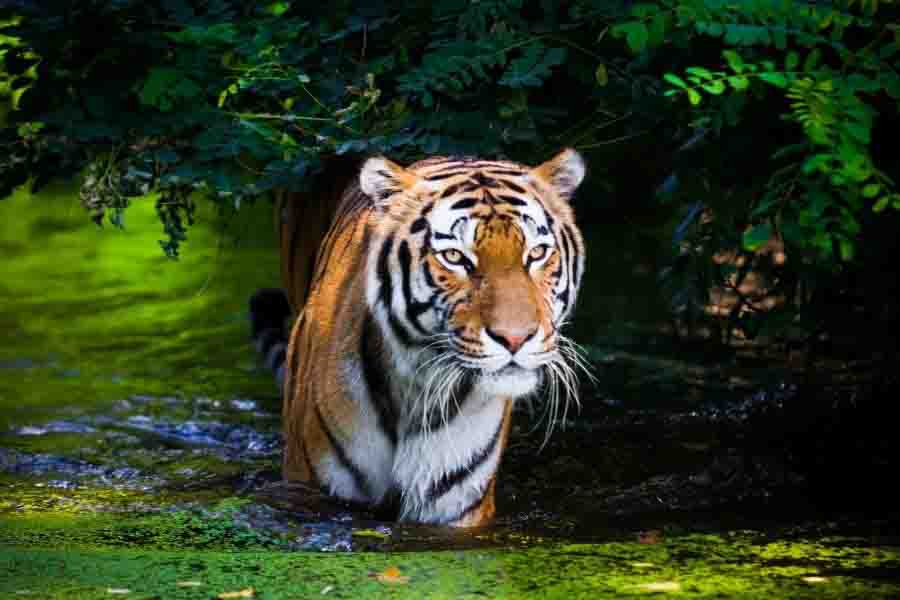 alimento para la caza del tigre