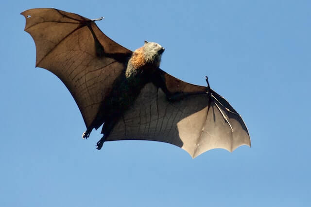murciélago en el aire durante el día