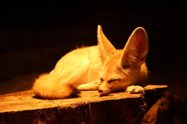 lindo zorro con grandes orejas durmiendo