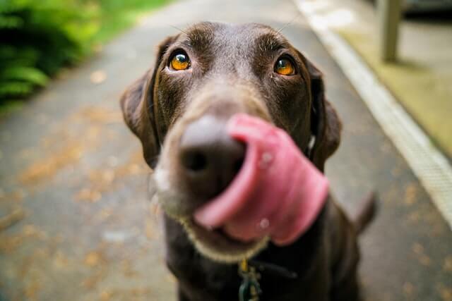 perro marrón mostrando su lengua