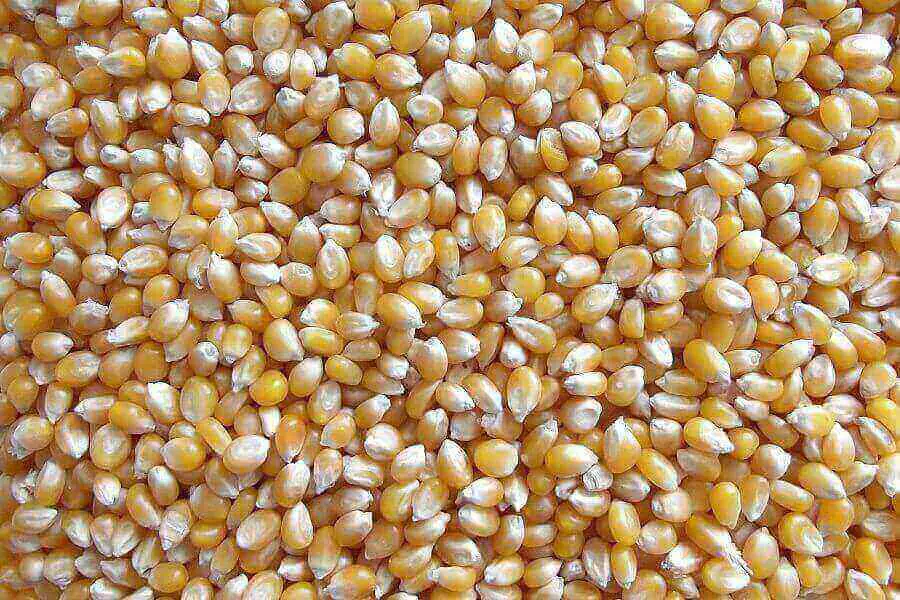 Granos de maíz