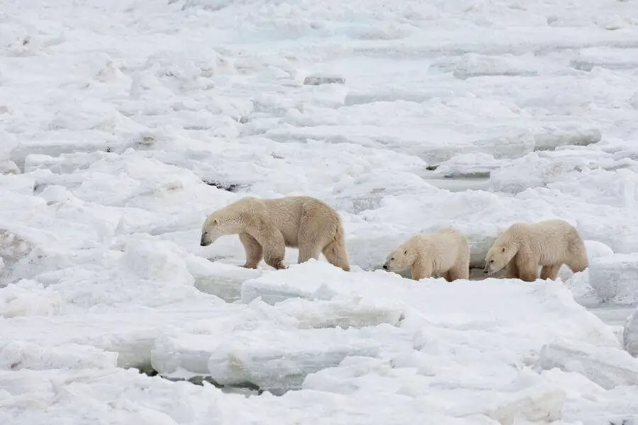 un grupo de osos polares caminando en la nieve