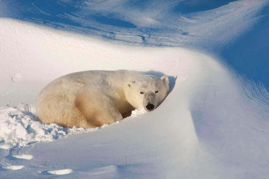 oso polar tirado en la nieve