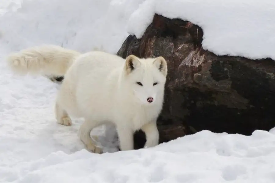 zorro ártico mascota
