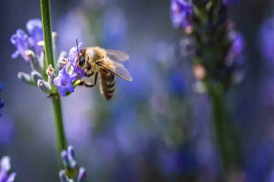 Foto de primer plano de una abeja melífera recolectando néctar y esparciendo polen sobre flores violetas de lavanda.