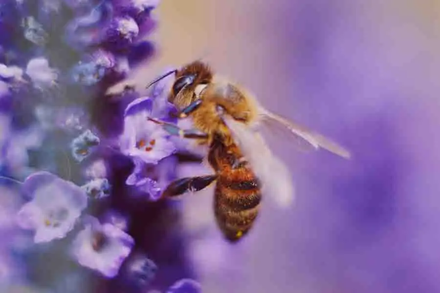 primer-plano-de-una-abeja-en-una-flor-morada