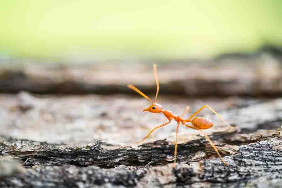 Hormiga en el mundo pequeño