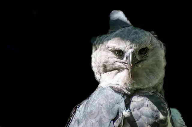 águila arpía gris en una foto de primer plano