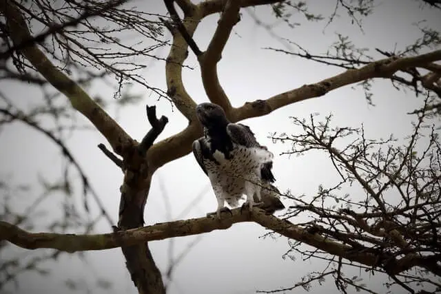 águila marcial blanca y negra en la rama de un árbol