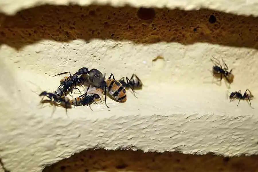 hormiga reina poniendo huevos junto con hormigas obreras