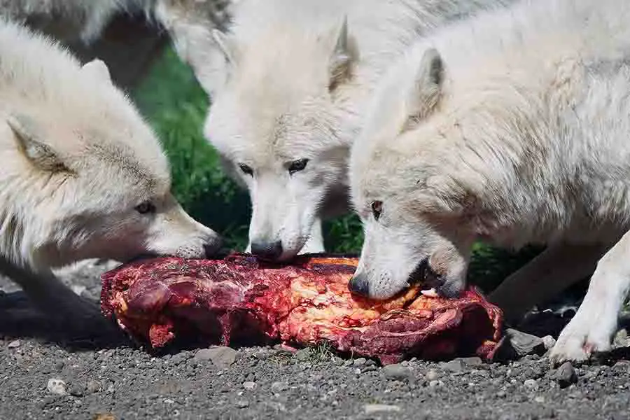 lobos árticos comiendo