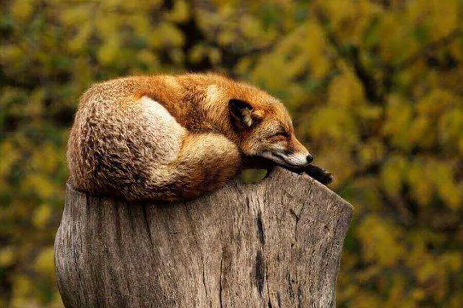 ¿Los zorros duermen en los árboles?