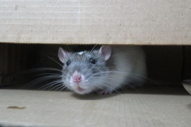 rata escondida debajo de una caja de cartón