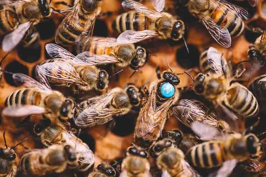 abejas melíferas y abeja reina