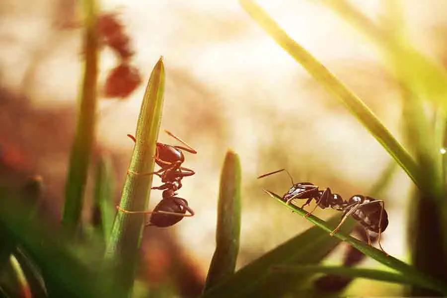 hormigas negras invadiendo un jardín
