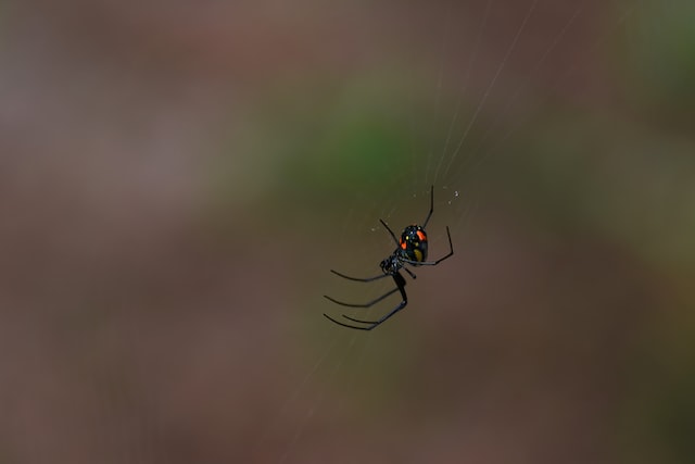 araña negra en la web