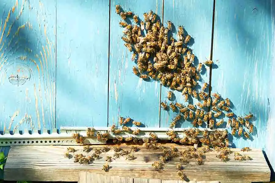 enjambre de abejas en colmenar