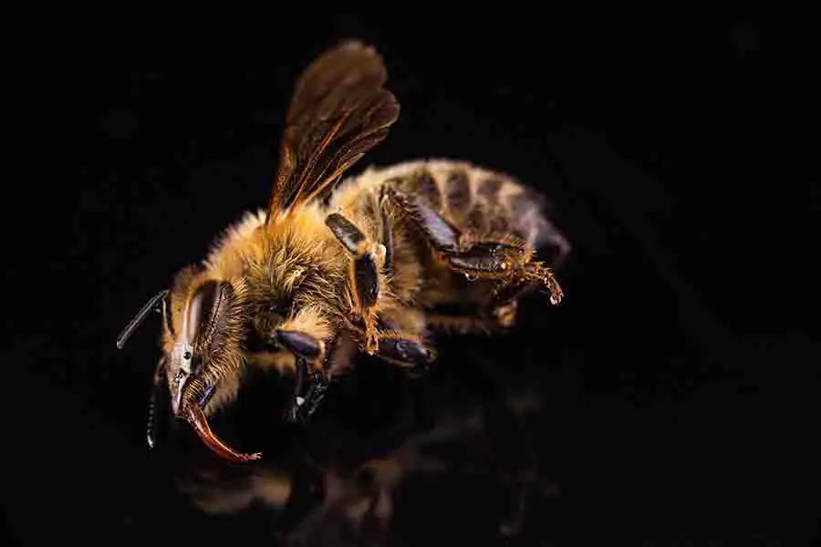 abeja muerta de cerca con fondo negro