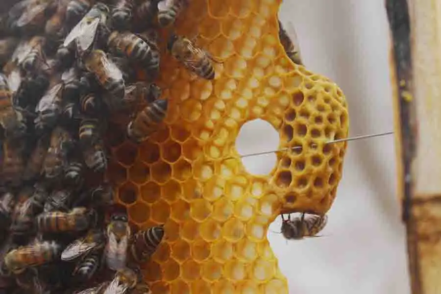 colmena de abejas con abeja aislada