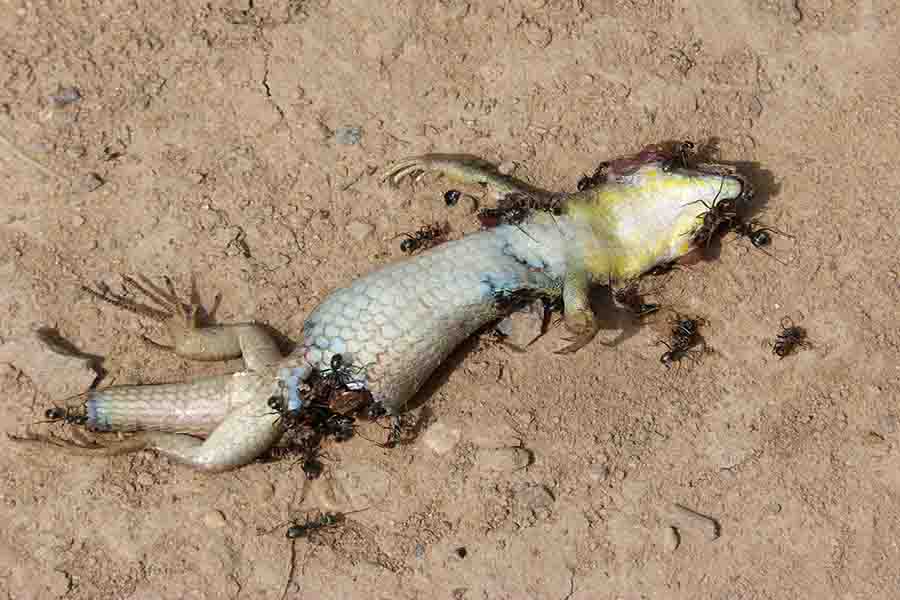 hormigas en animales muertos