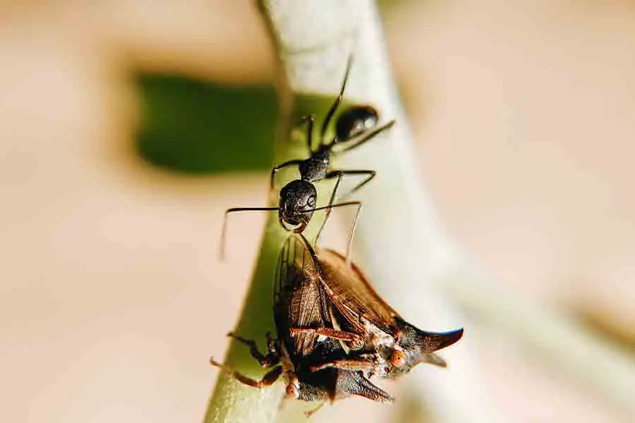 hormiga ataca a un insecto