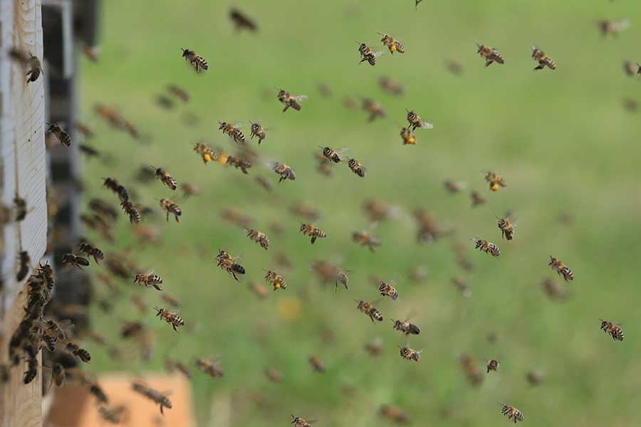 enjambre de abejas y volando fuera de la colmena