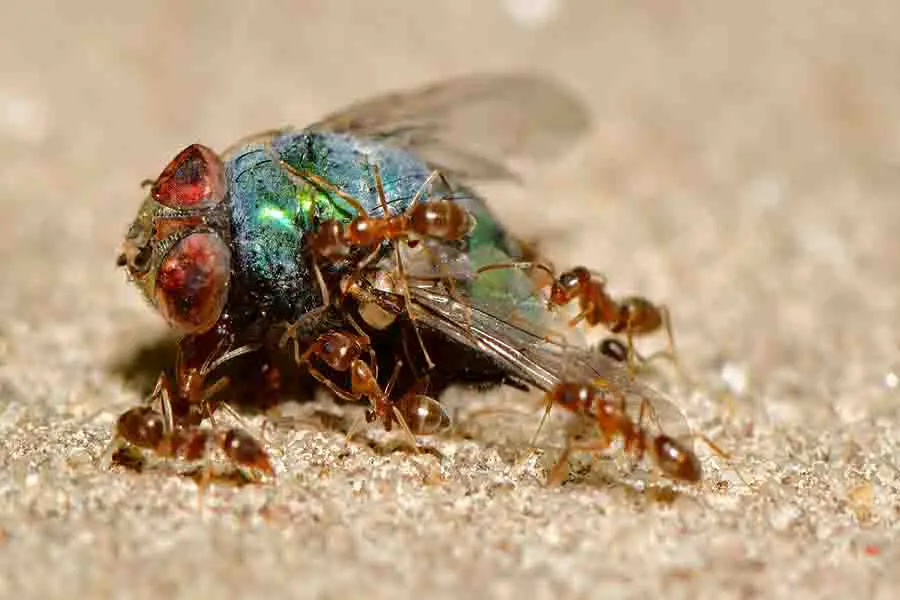 hormigas comiendo mosca muerta