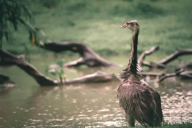 un emú parado cerca del cuerpo de agua