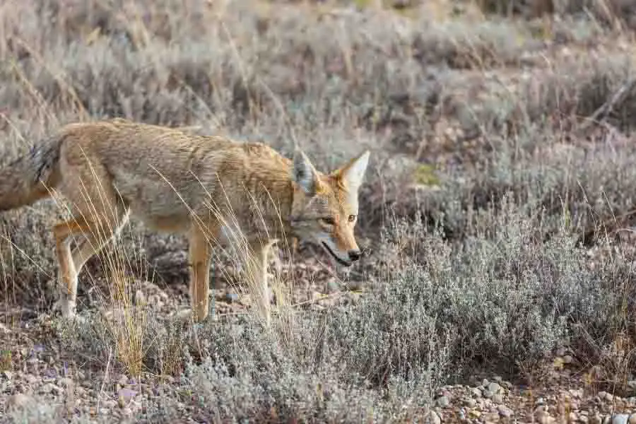 coyote solo en la naturaleza