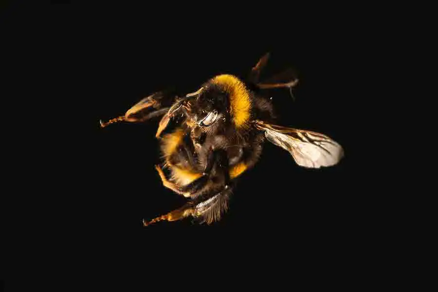 abeja volando por la noche