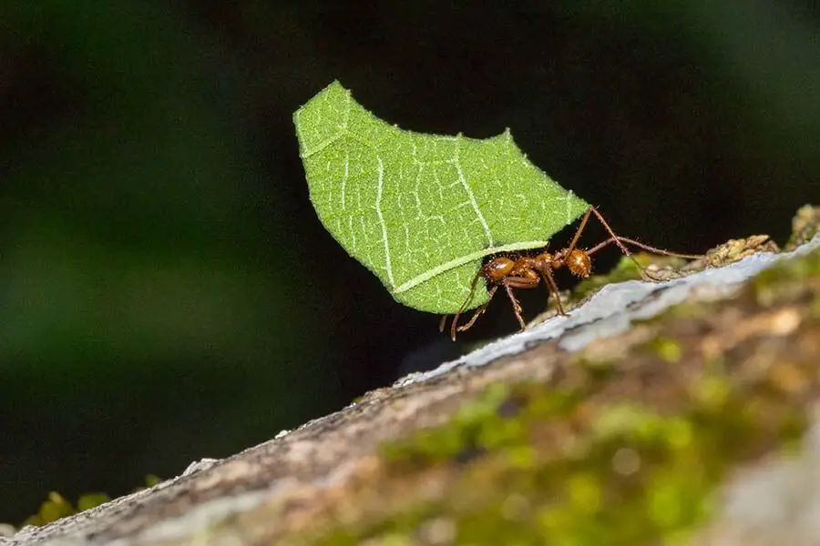 hormiga cortadora de hojas