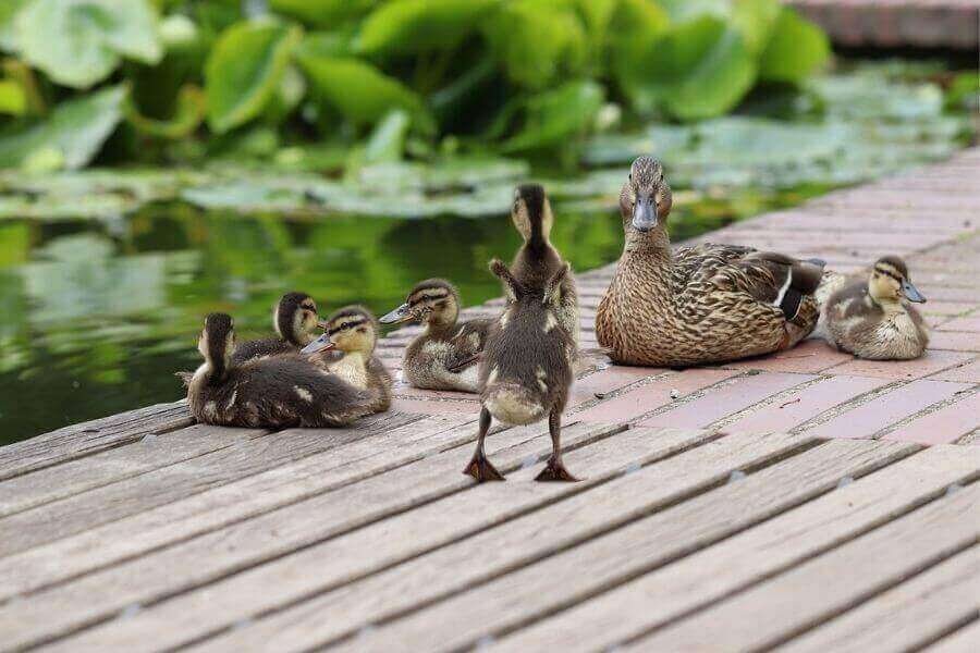 Familia de patos reales
