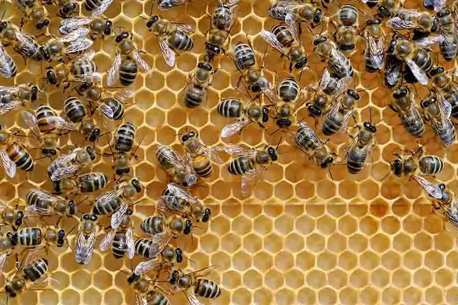 colmena de abejas con fondo amarillo