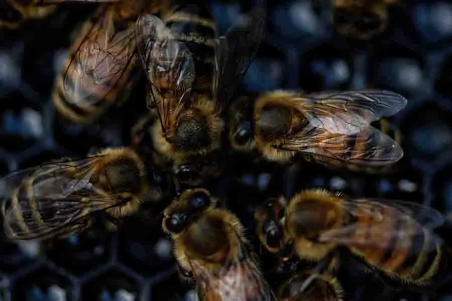 enjambre de abejas