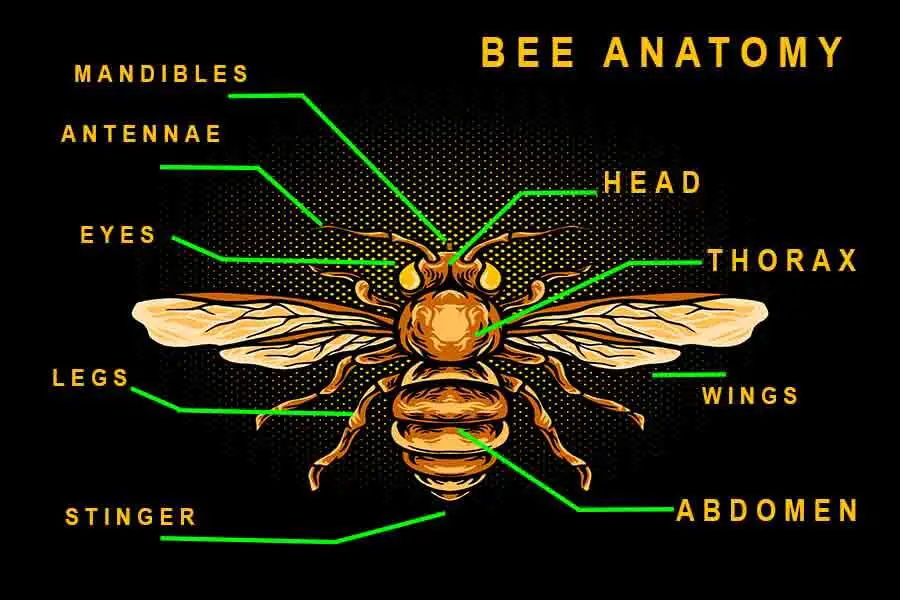 anatomía de la abeja