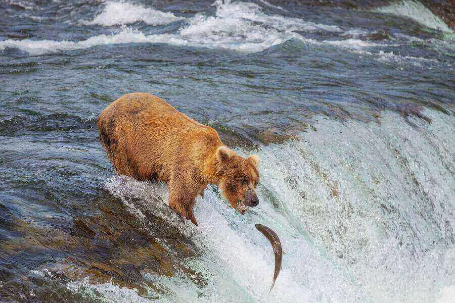 oso pescando en un rio