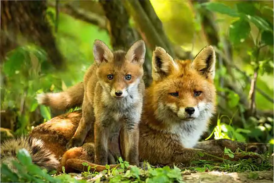 Encantadora familia de zorros rojos descansando en un bosque verde de verano cerca de la guarida