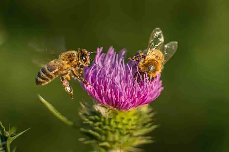 Dos abejas en una flor morada