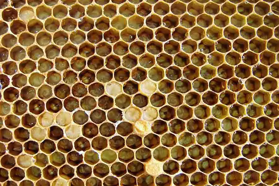 pupas de abeja