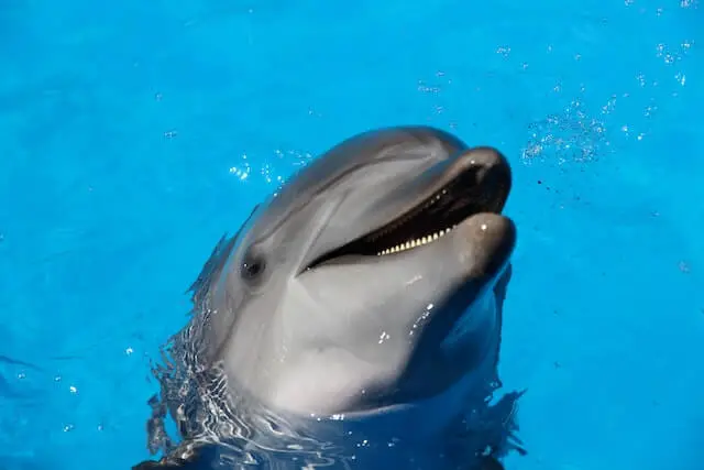 delfín mular en el agua azul