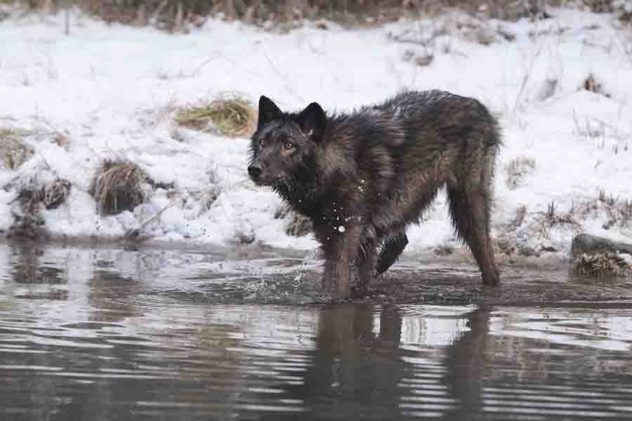 lobo-negro-solitario-en-el-agua