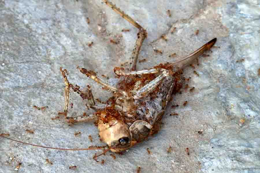 hormigas comiendo un insecto muerto