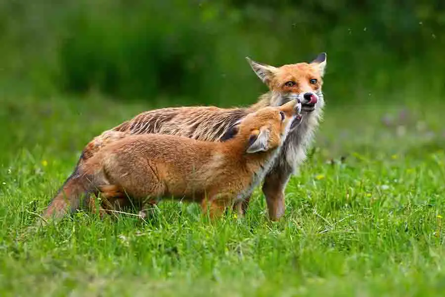 Dos zorros rojos tocando con la nariz en la pradera en verano