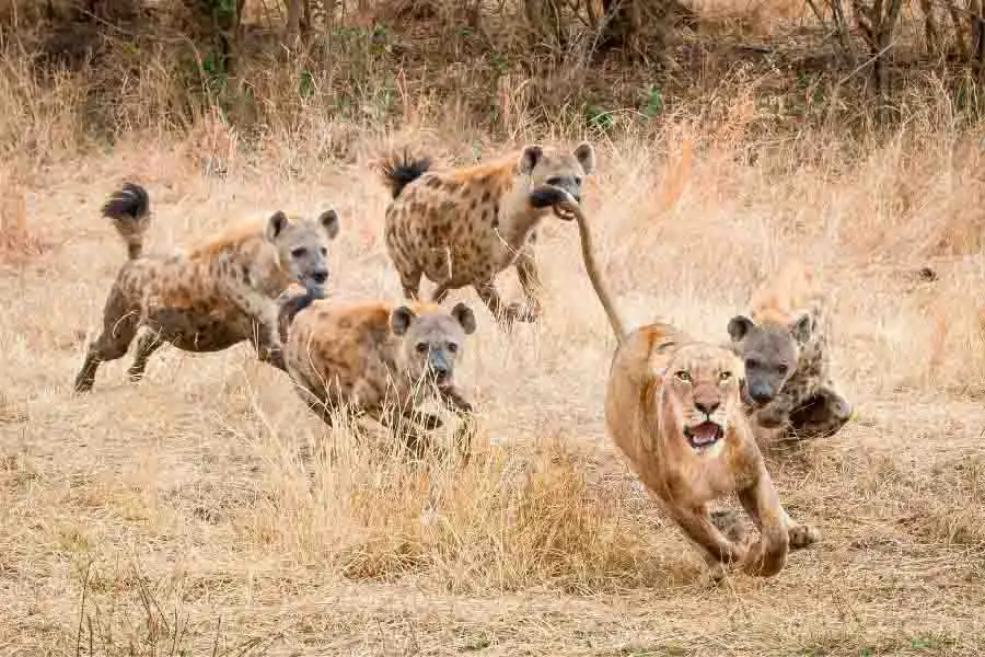 león corriendo con hienas