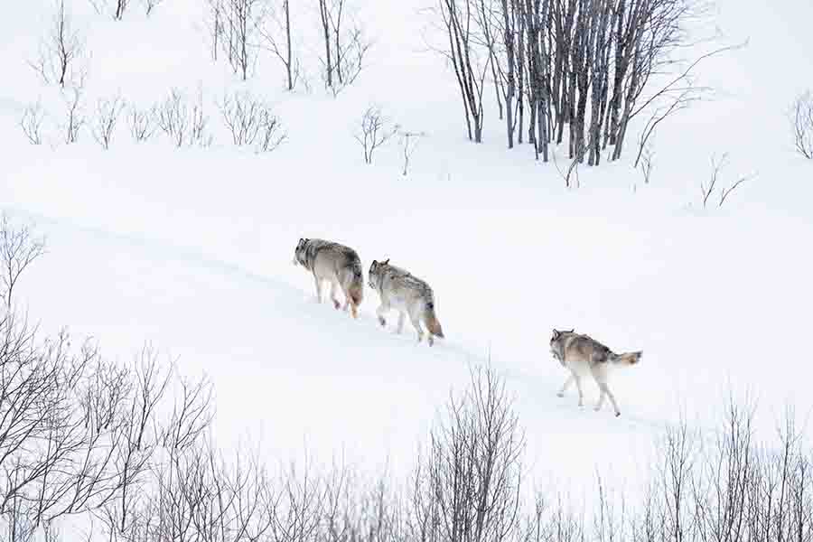 manada-de-lobos-caminando-en-invierno-paisaje