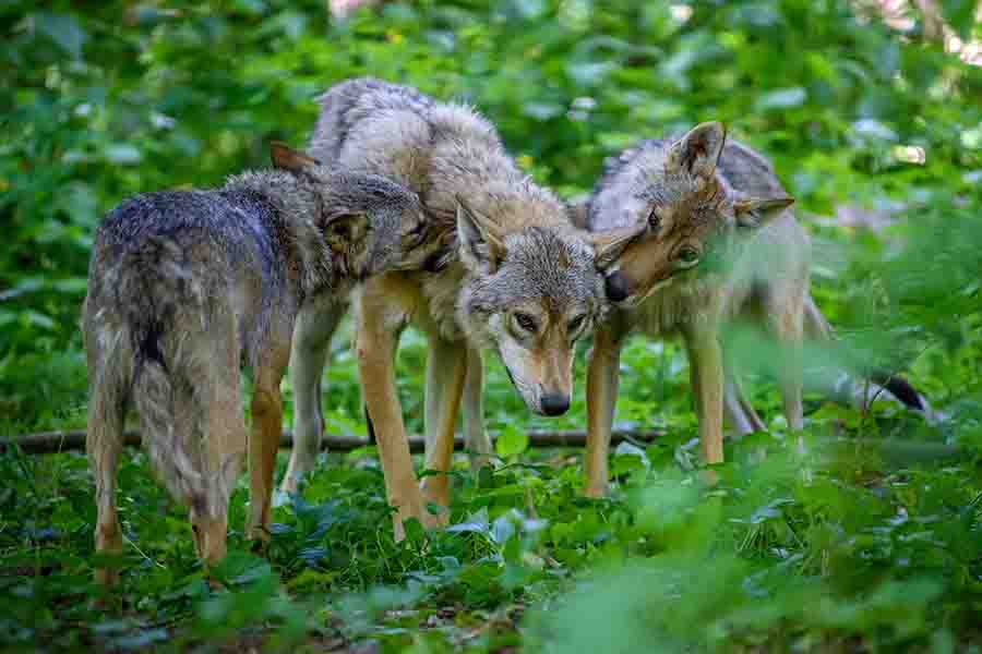 manada de lobos en el bosque