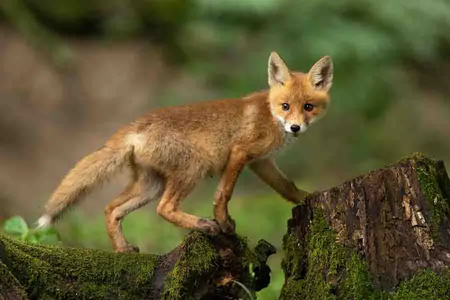 Joven zorro rojo caminando sobre el tronco de un árbol en la naturaleza primaveral